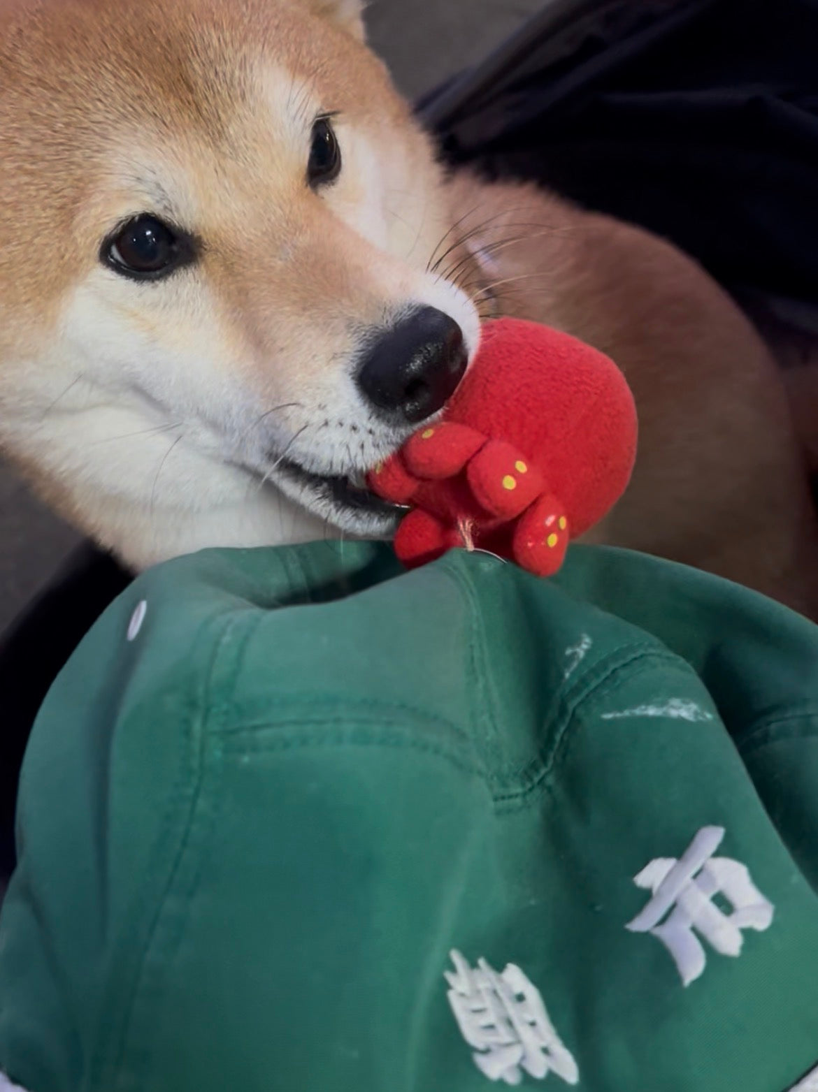 ちりちり猫 / ちりちり日記 / Vol.14「柴犬が好きです🐾」