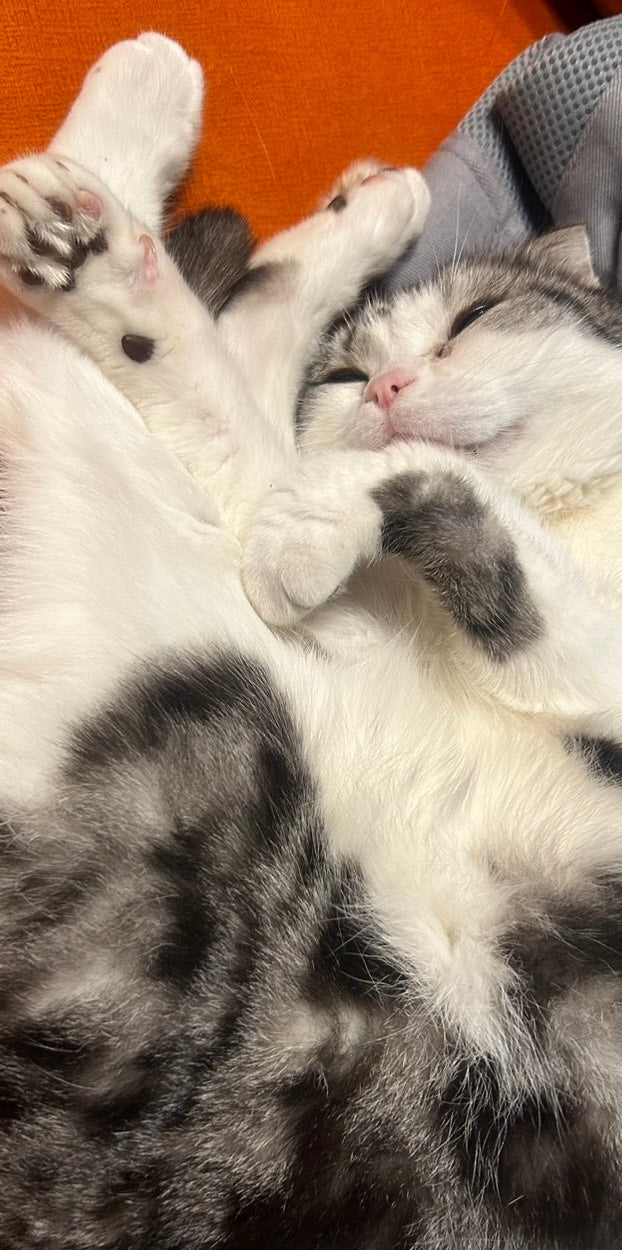 ねね八日記/Vol.５「NEW！ノベルティ作りました」